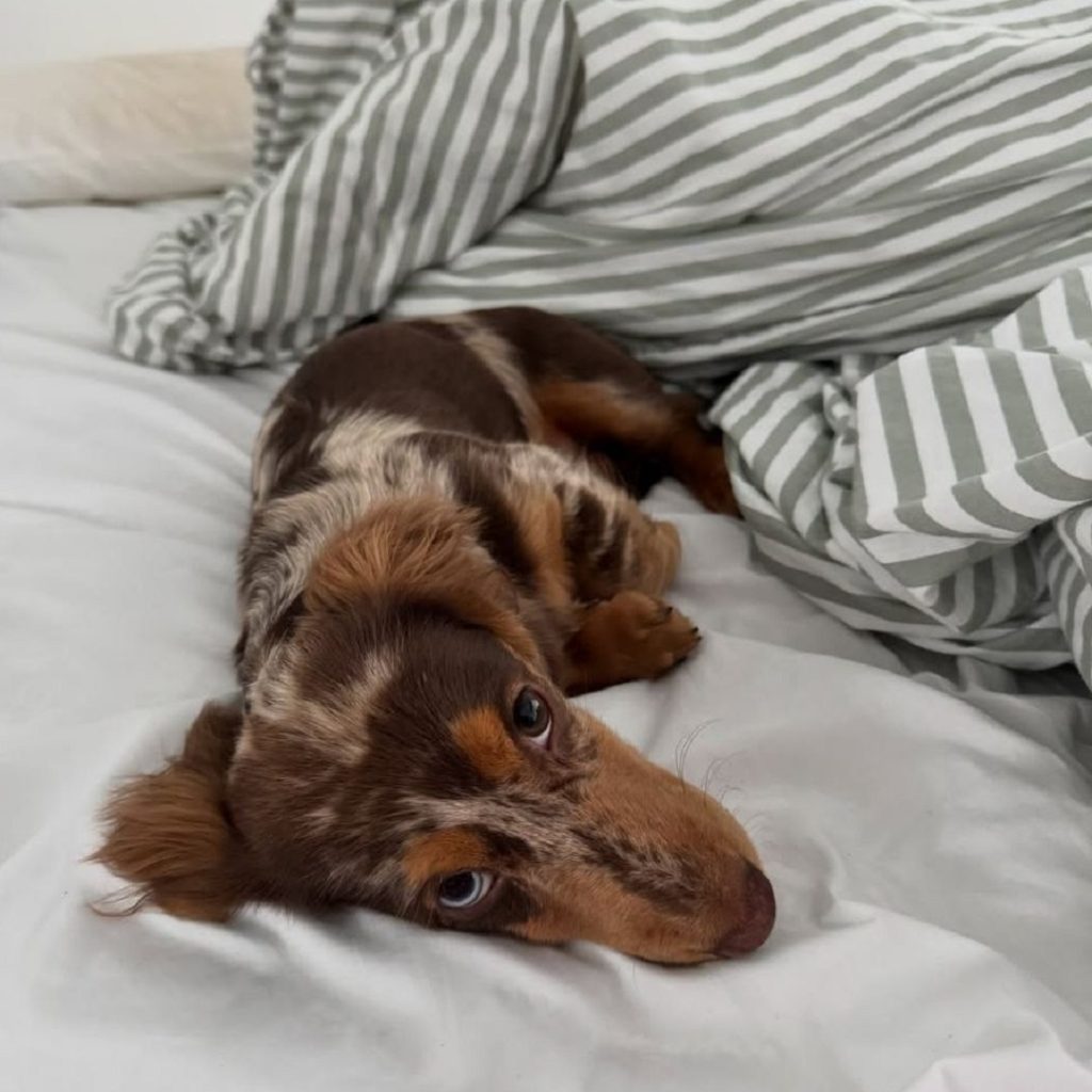 Dachshund near me