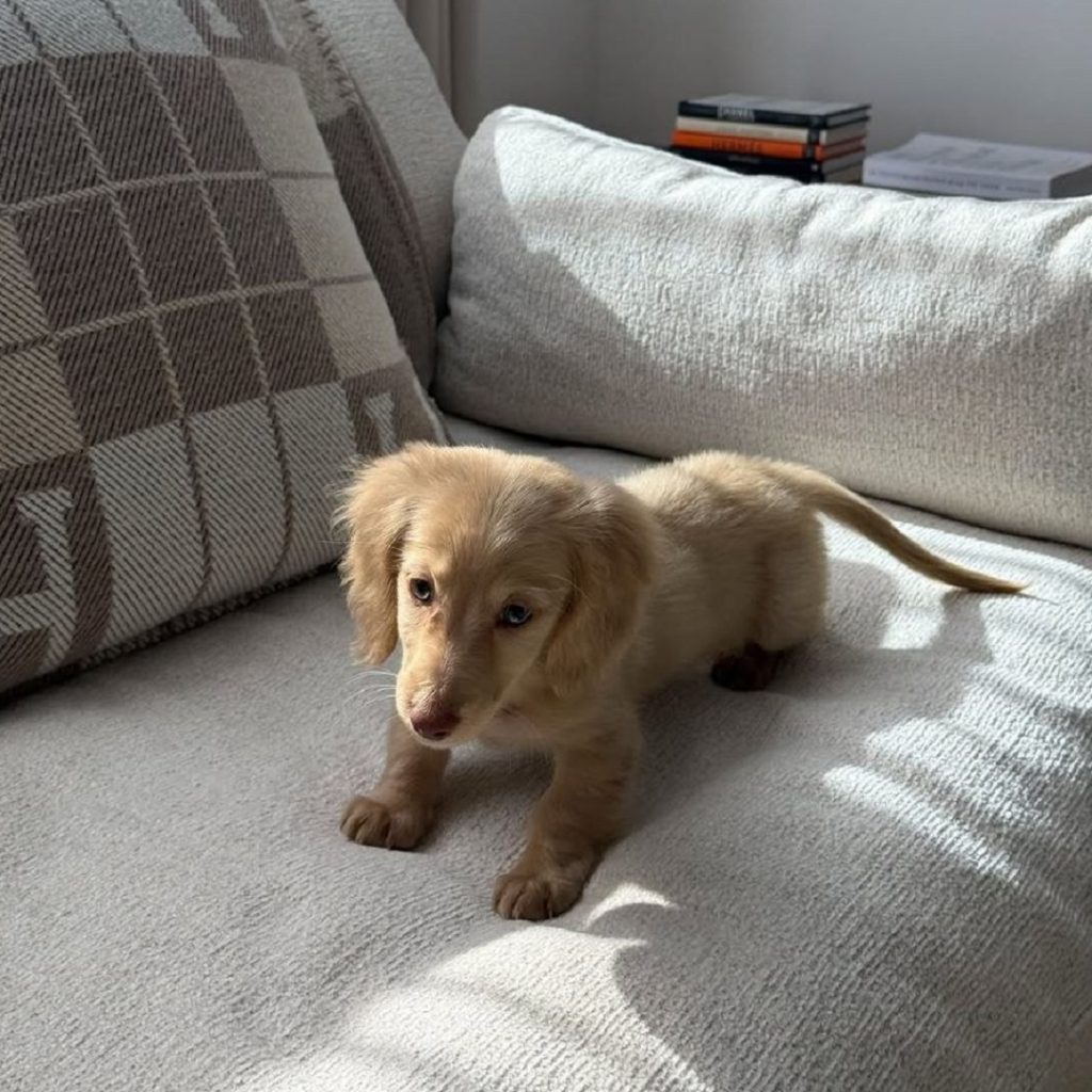 mini dachshund puppies for sale