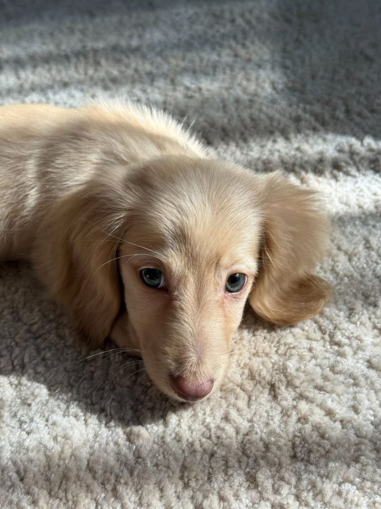 mini dachshund puppies