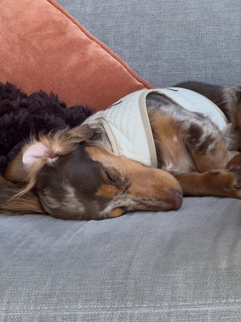 dachshund for sale