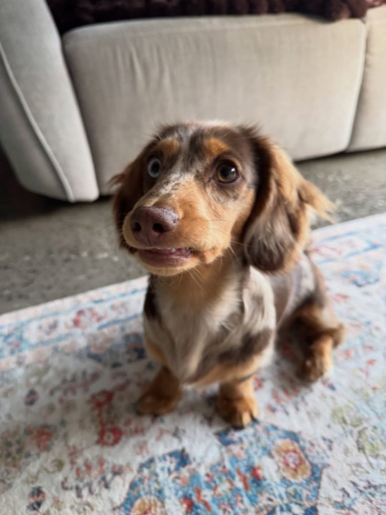 dachshund for sale