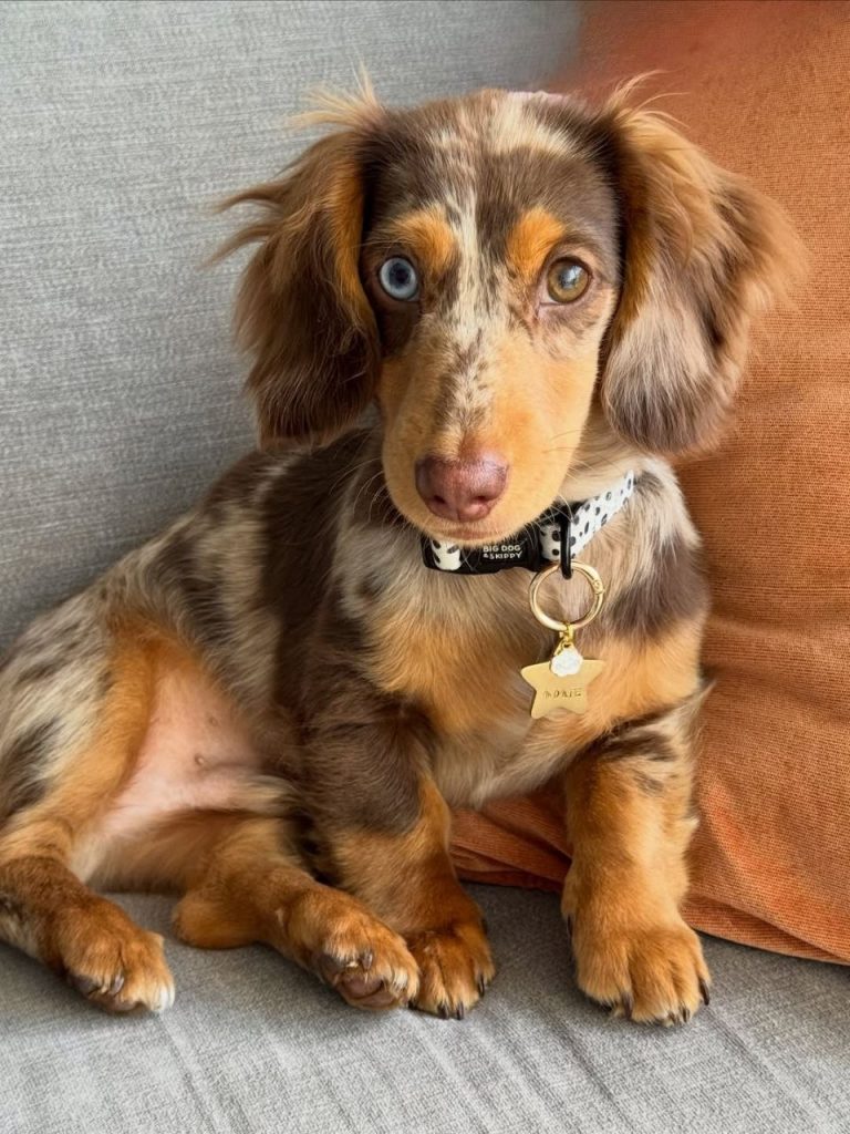 dachshund for sale
