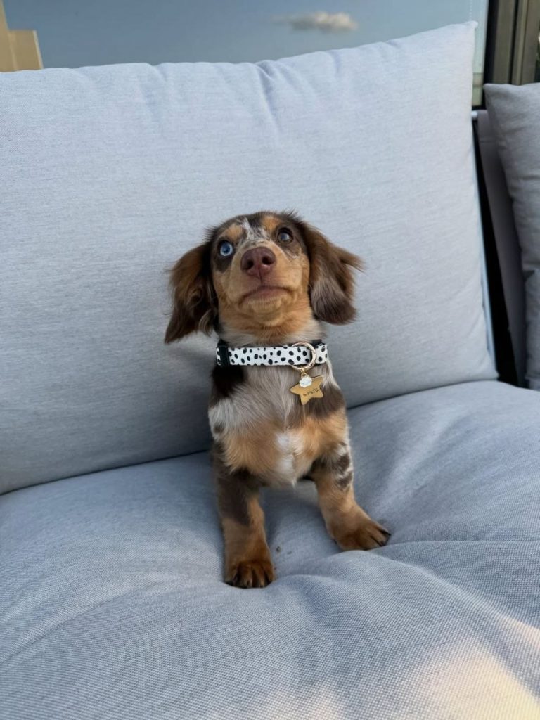 dachshund for sale