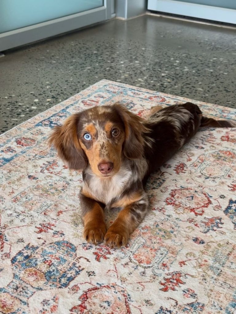 dachshund for sale