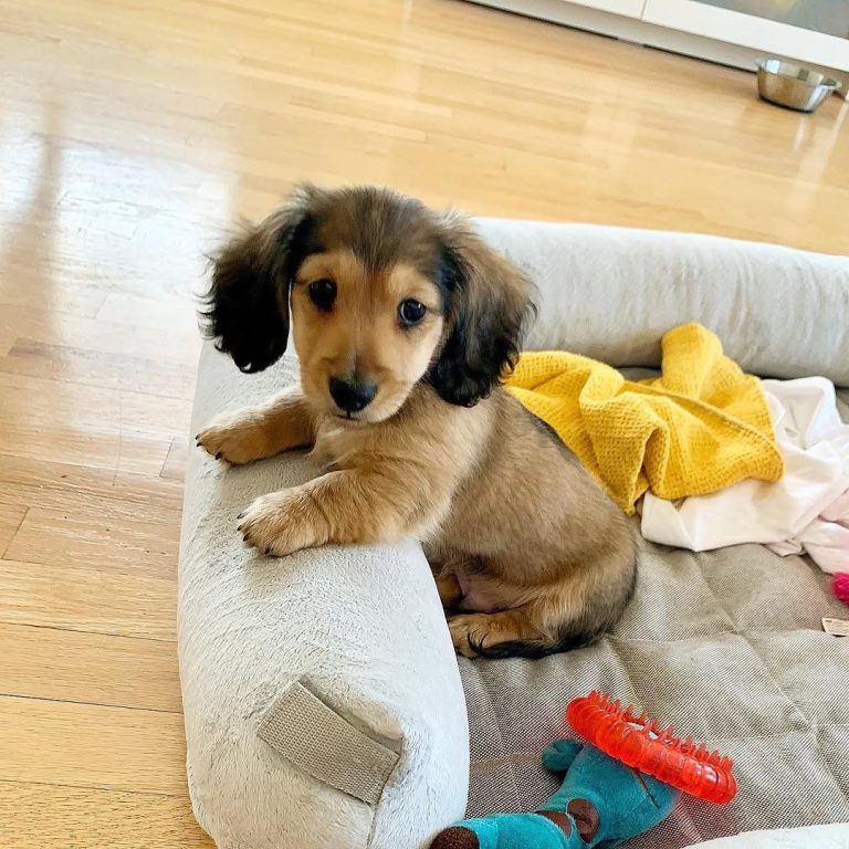 rosie 2